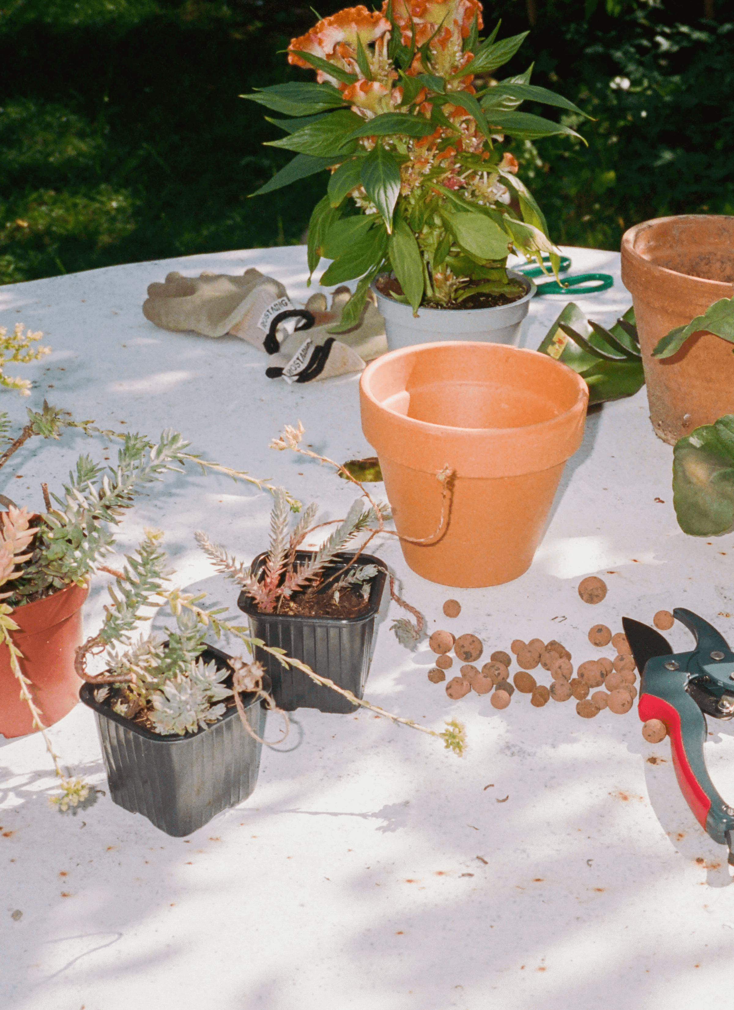 Few pots of plants, a pot of flowers, 2 empty terracotta pots, gardening gloves and secateurs (gardening shears) on the table.