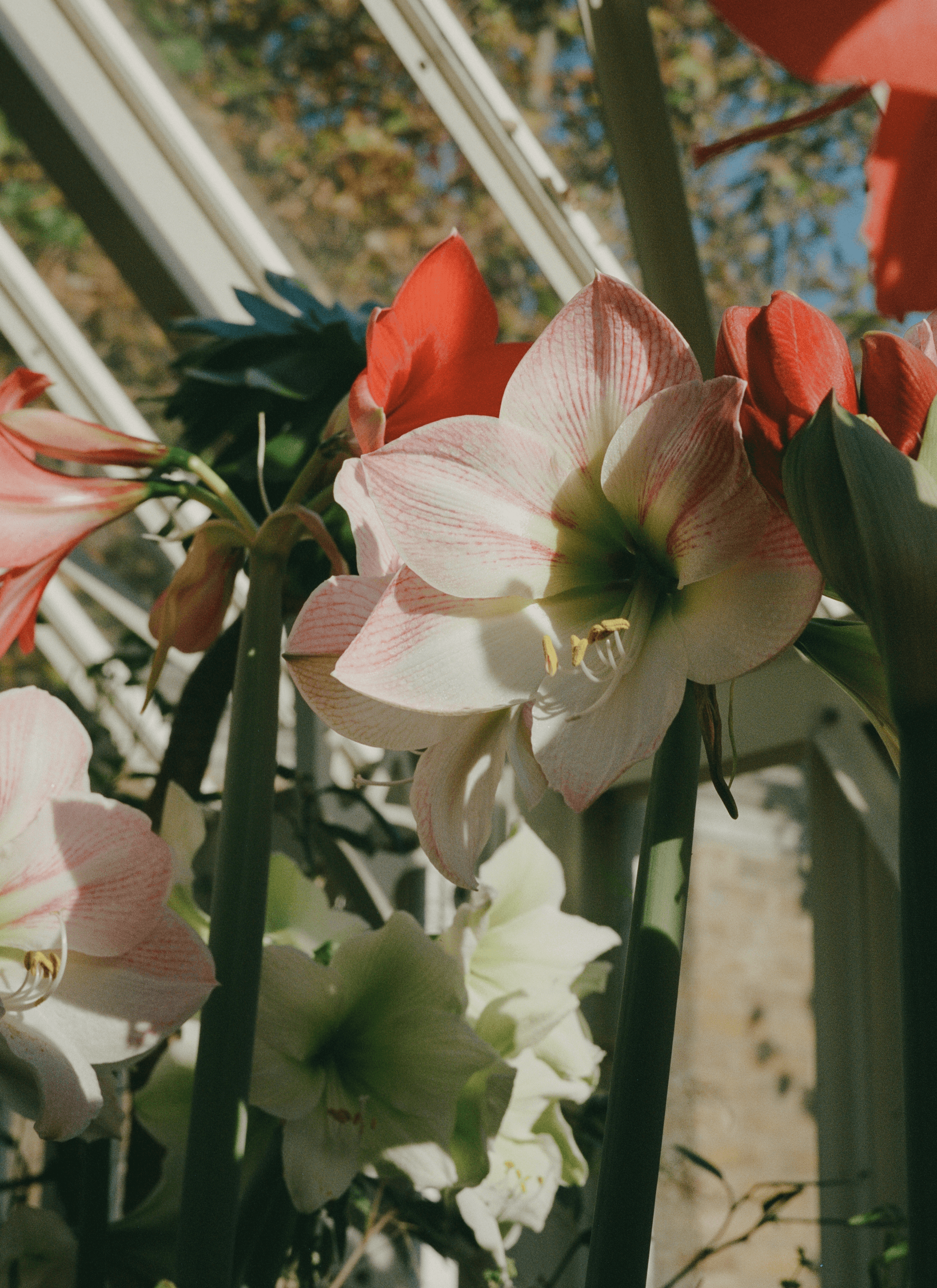 Different colours of Amaryllis, photography specifically focuses on the white with pink string patterns Amaryllis.