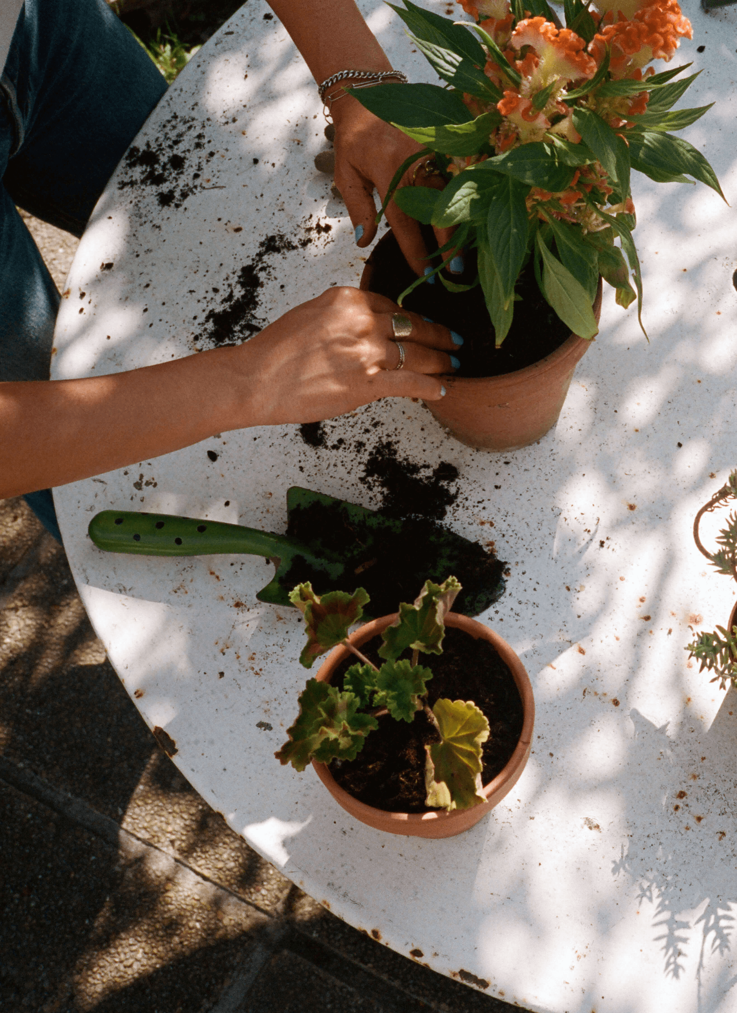 Leslie David plants flowers in a pot with new soil on a white table and there is a green trowel covered with soil next to it with a pot of plants.