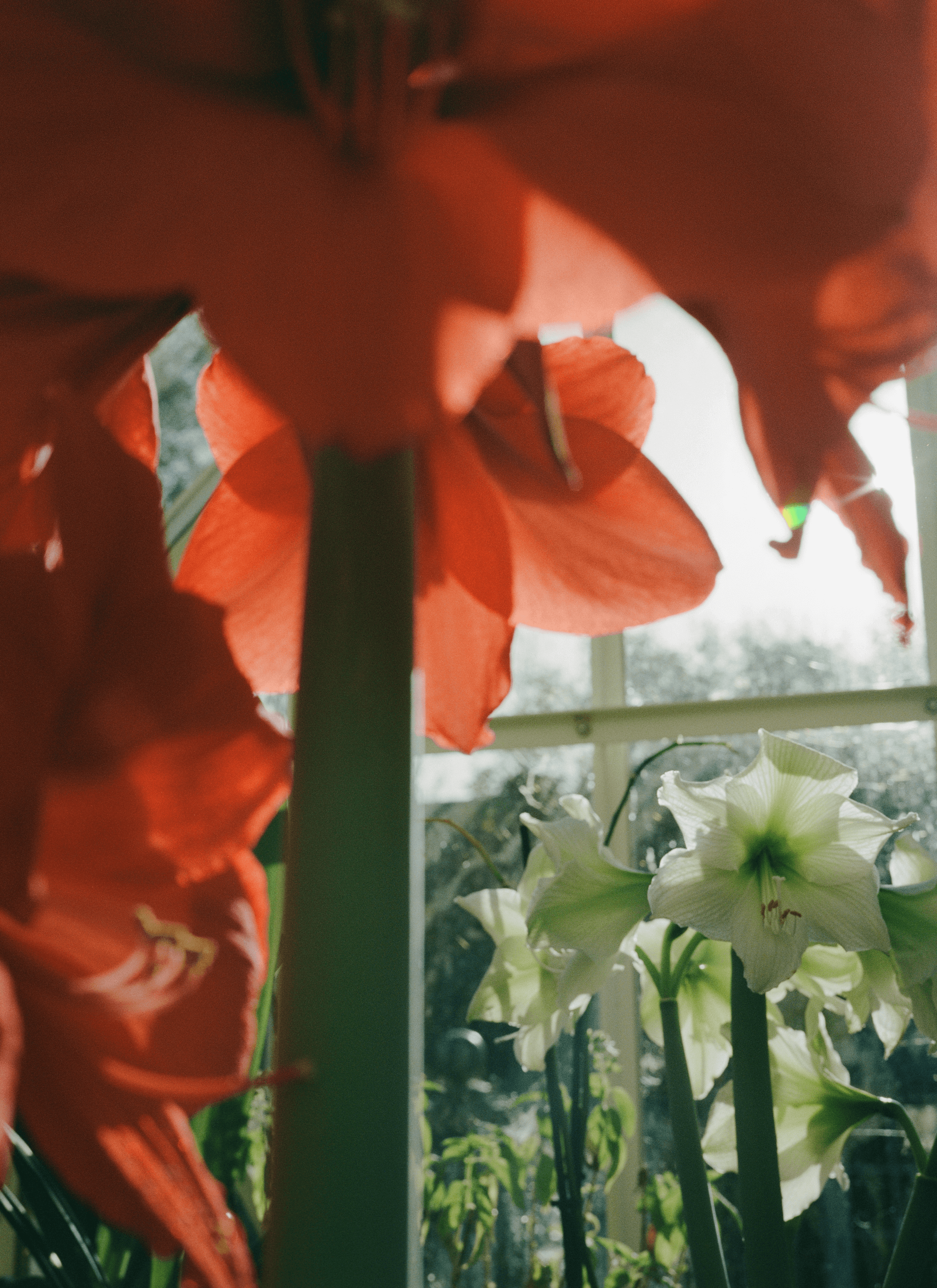 A photography angle through underneath the reddish-orange Amaryllis petals and focus on the white Amaryllis.