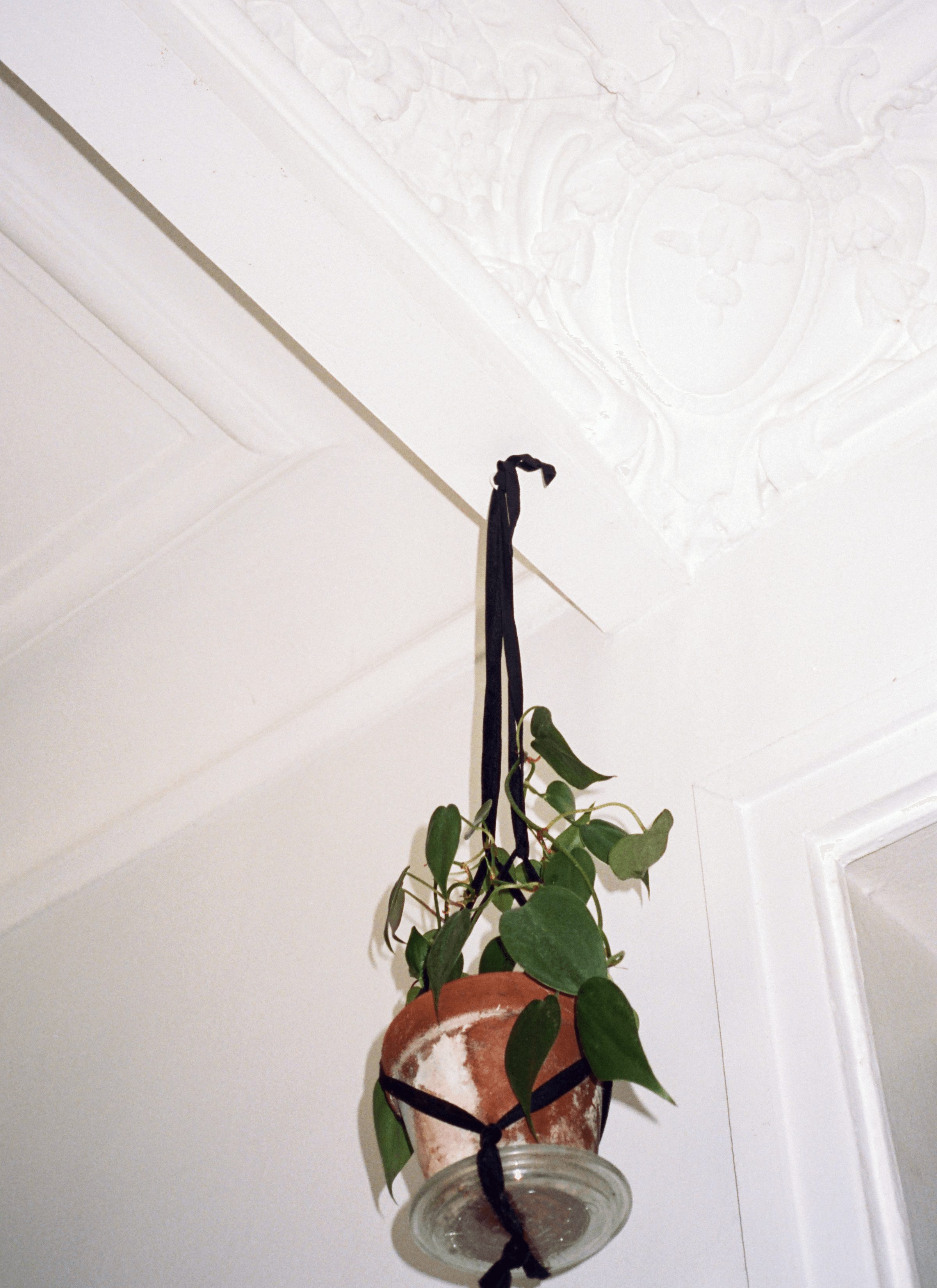 A potted Heartleaf philodendron hung on the corner of the ceiling near a food frame.