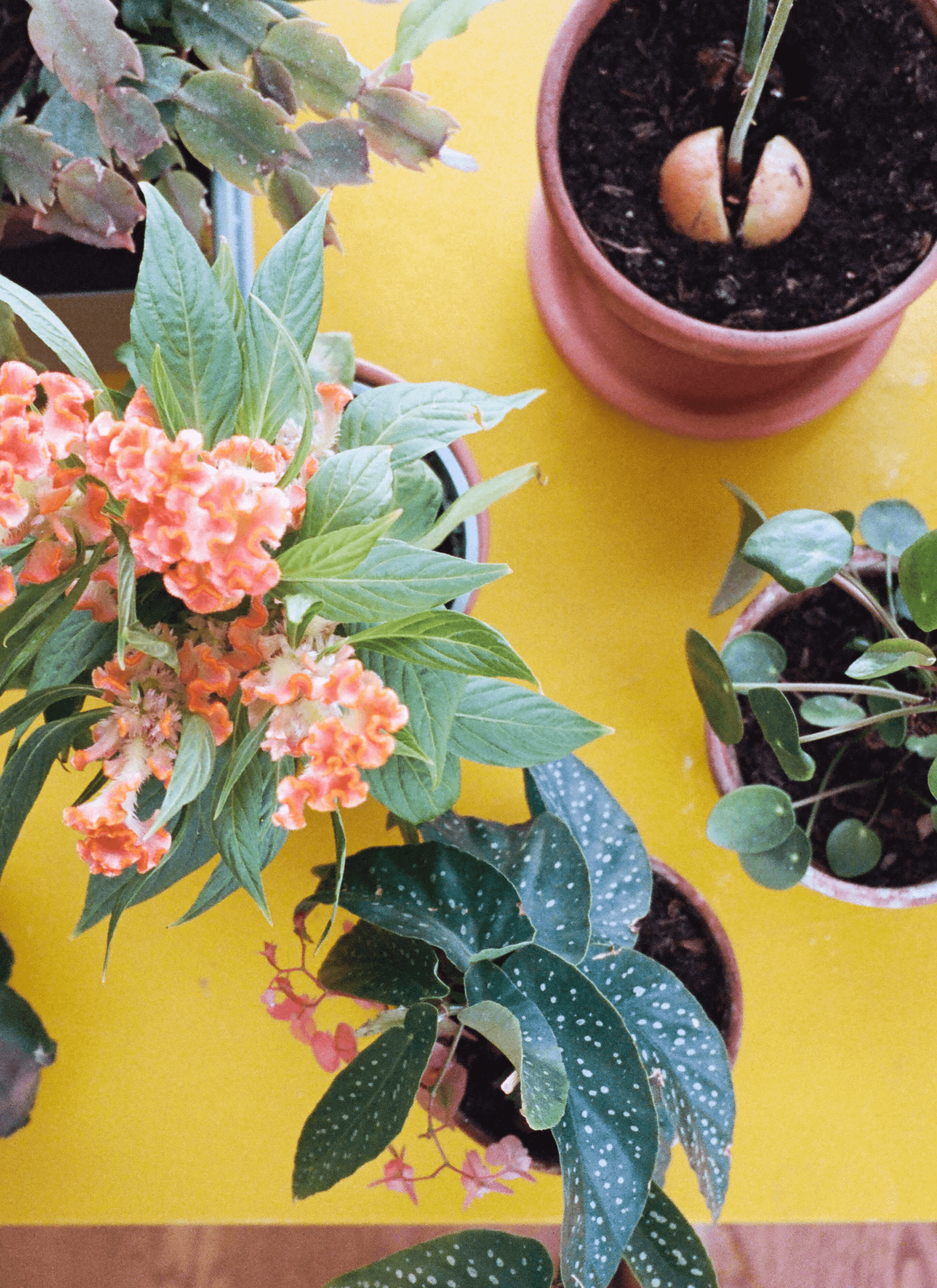 A pot of Impatiens balsamina, Angel wing begonia, Chinese money plant, Schlumbergera truncata (cactus) and an avocado-like plant on a yellow table.