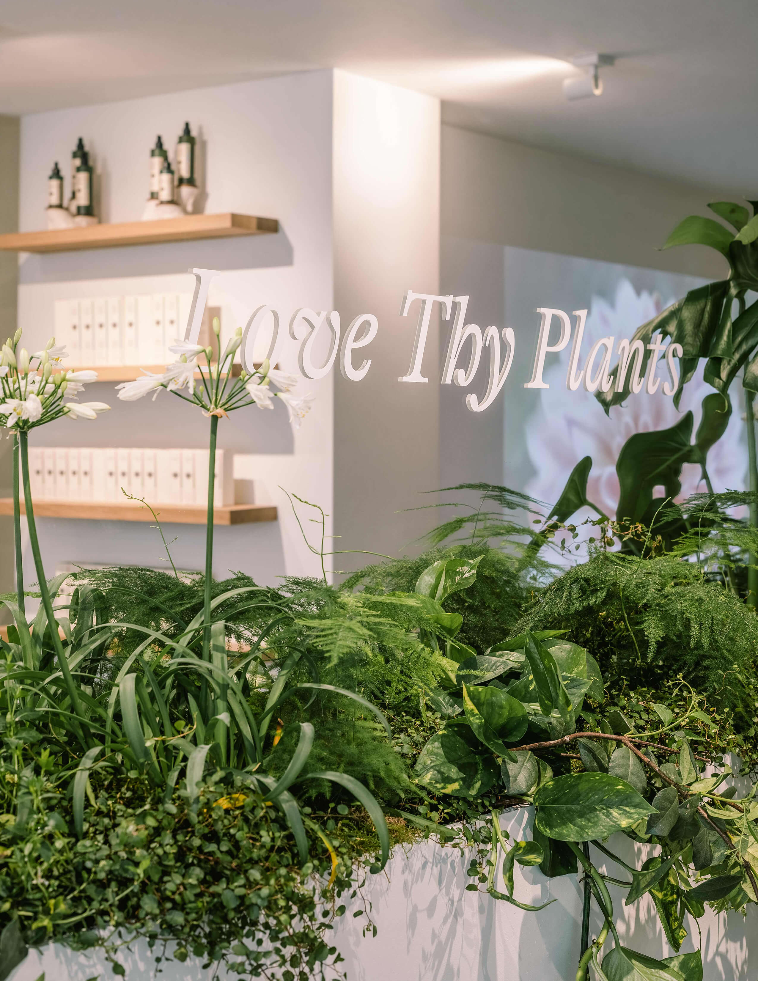 A closer angle of different kinds of plants is presented on the white wall with the ‘Love Thy Plants’ window shop.