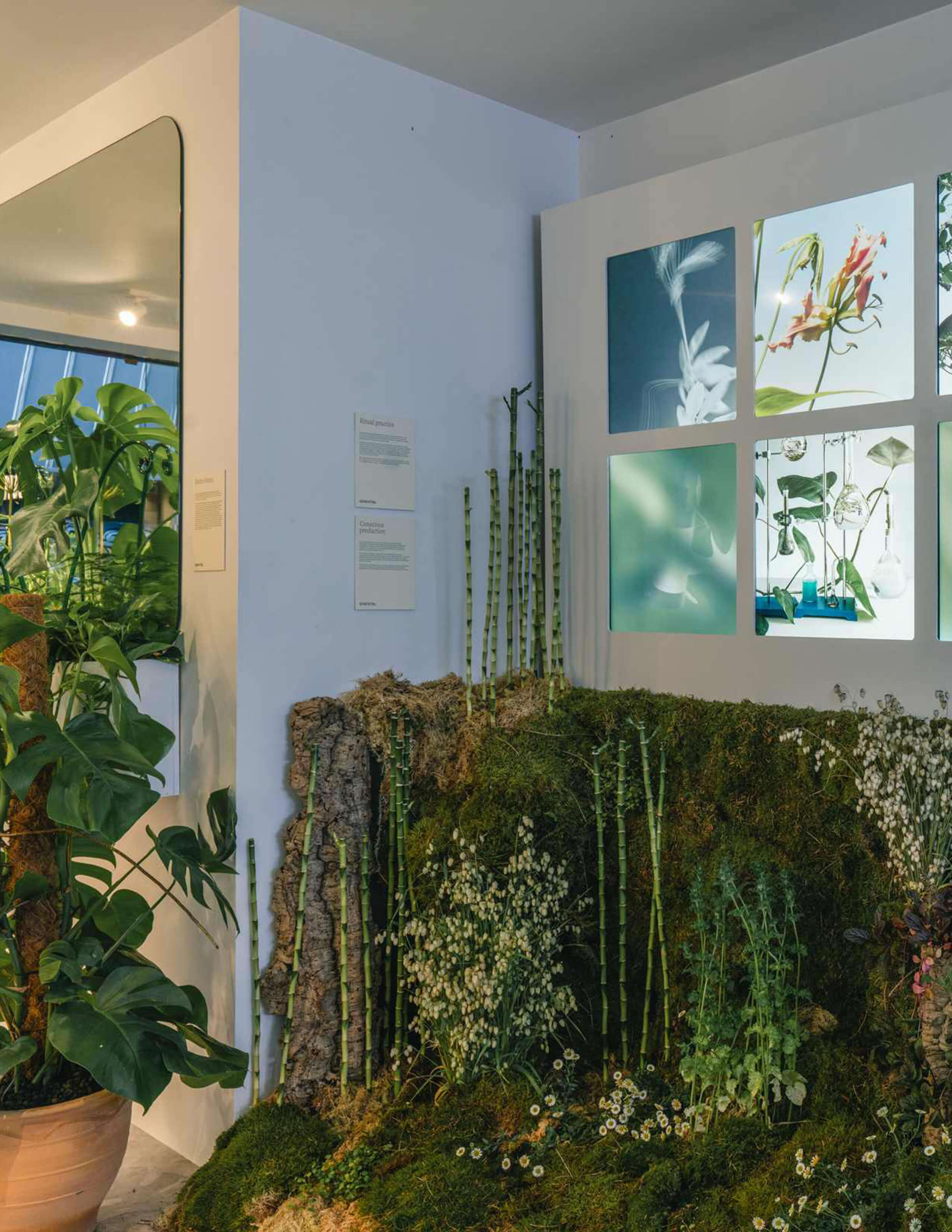 Load of green plants, including moss, bamboo sticks, daisies, and small white flowers leaning against the wall and behind it,  there are photographs of plants and flowers up on the wall.
