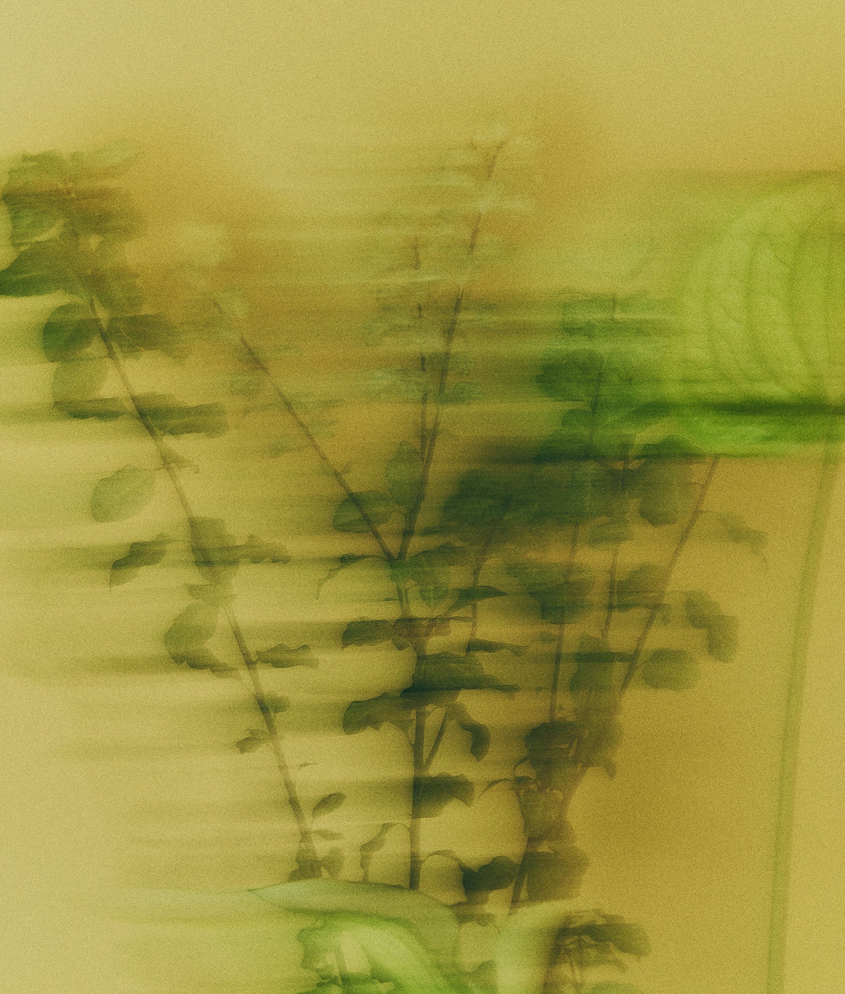 Abstract green and brown blurry plant on a textured surface