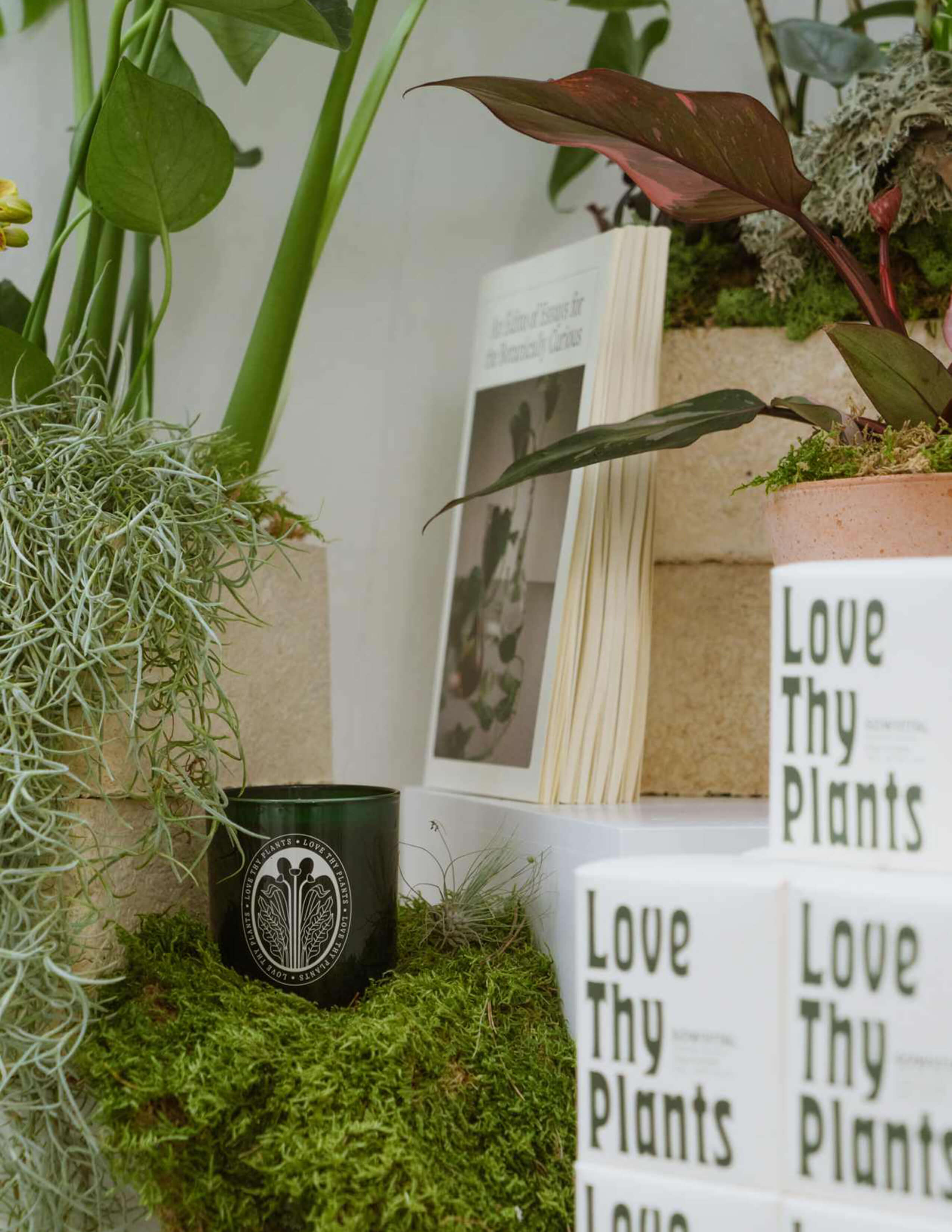 The Sowvital mug with Love Thy Plants packaging box and some plants next to it.