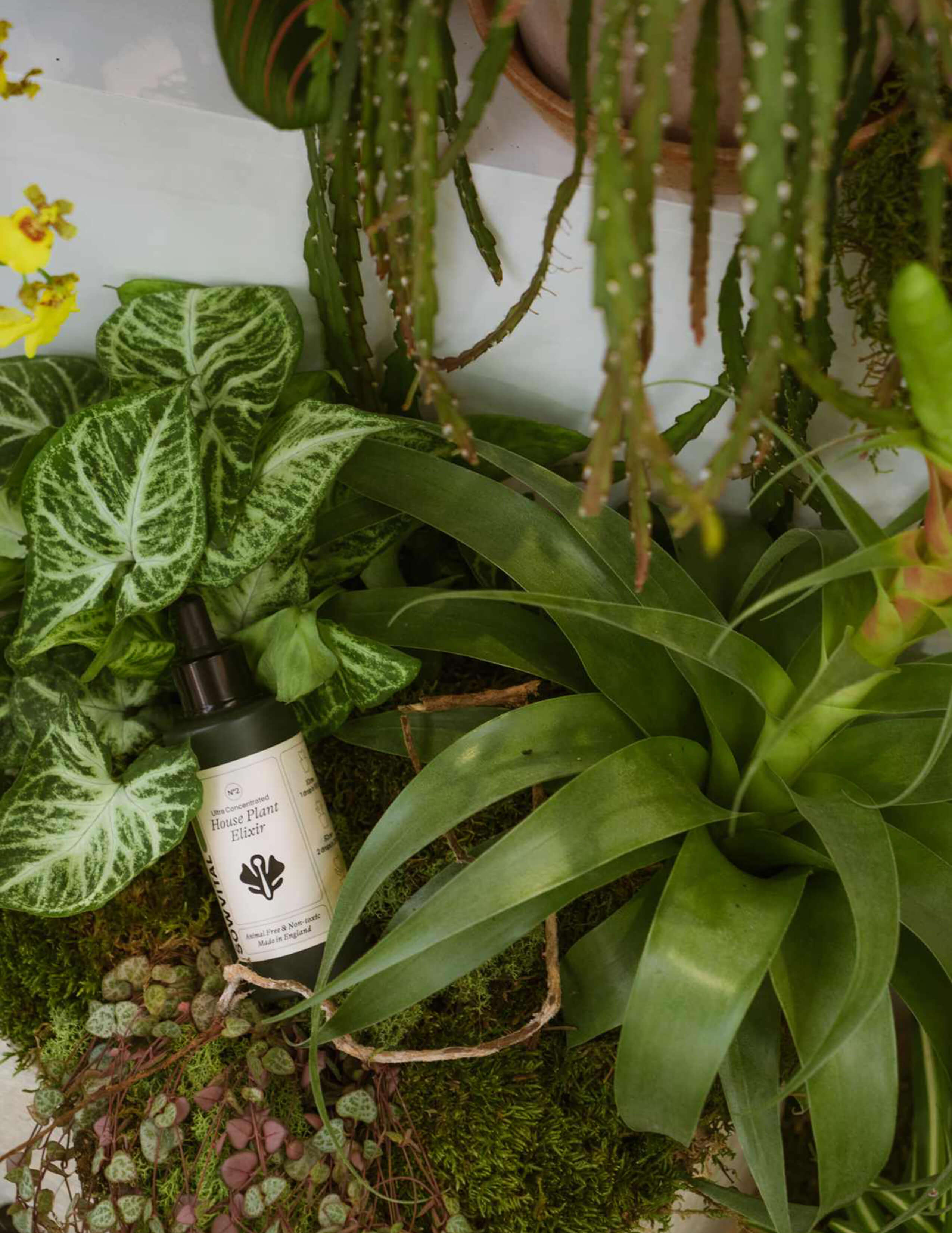The Sowvital house plant elixir is surrounded by Syngonium Batik and a big plant with a load of long leaves.