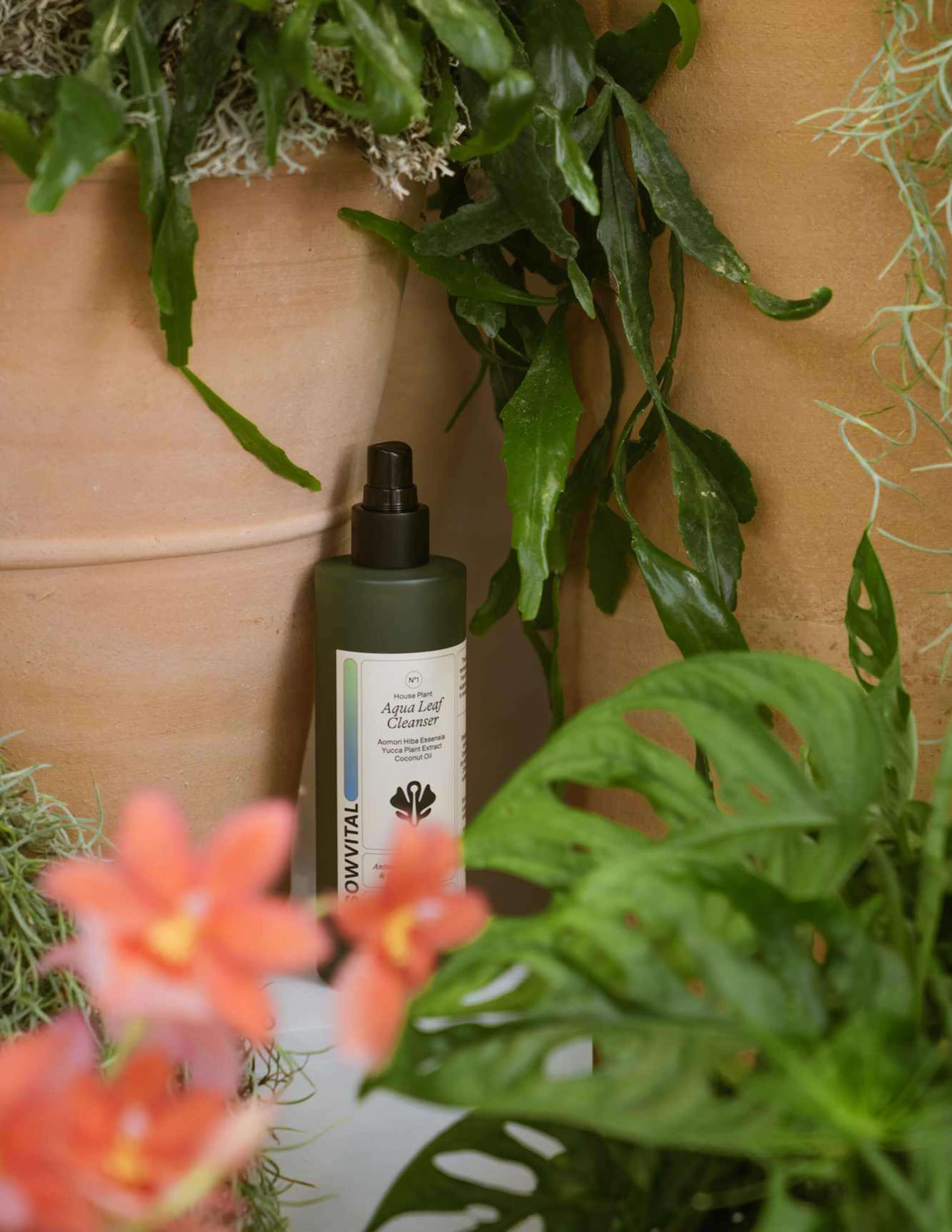The Sowvitla product - aqua leaf cleanser, surrounded by Cheerful Orchid Cactus Epiphyllum pumilum, Monstera - Monkey Mask and some pinky flowers.