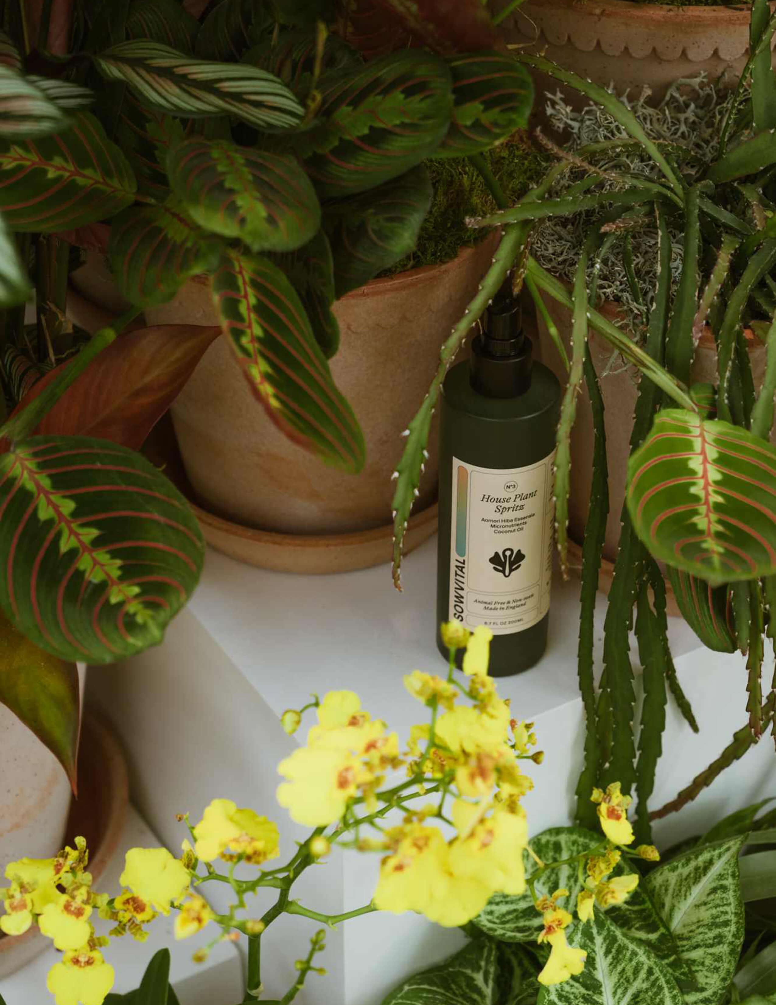 The Sowvital product - house plant spritz surrounded by Maranta Fascinator, cactus, Syngonium Batik, and Dancing Lady.