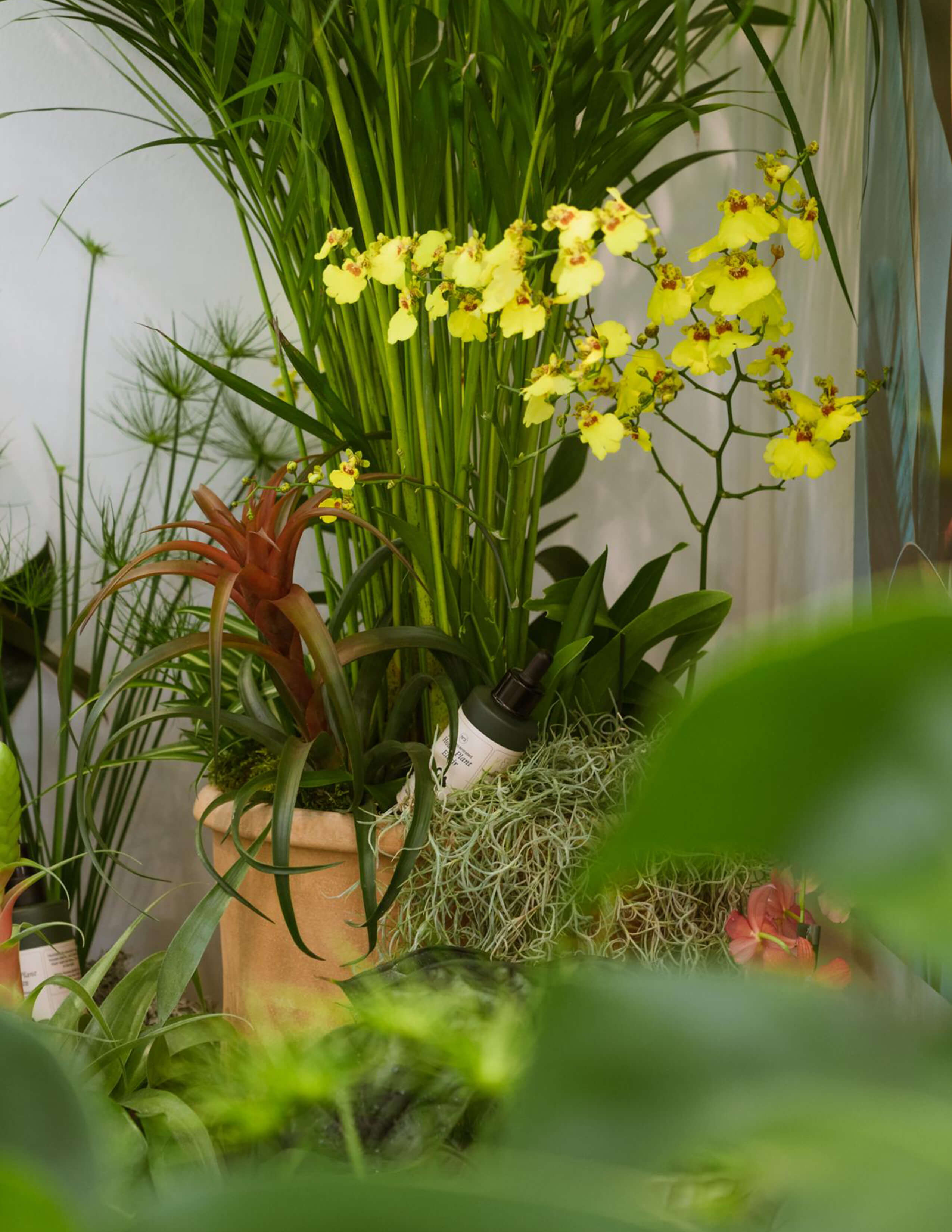 The Sowvital house plant products sit among various kinds of plants, like Guzmania, Dancing Lady, etc.