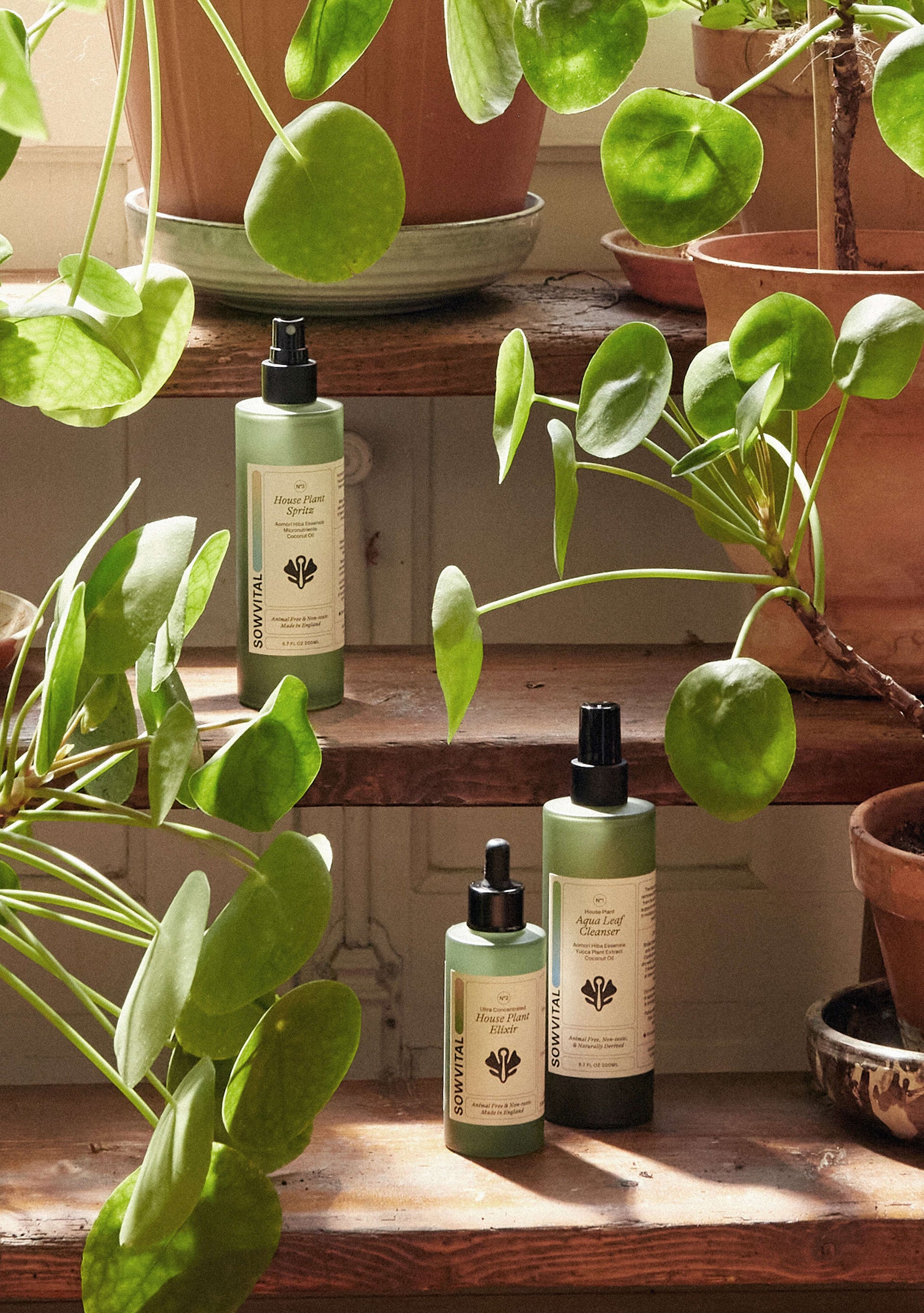 Three bottles of houseplant fertiliser sit on wooden stairs, surrounded by potted houseplants. The plants are in terracotta pots and sun is beaming across the bottles. They are made of green glass with beige labels.