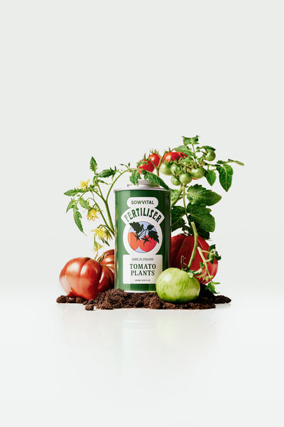 A green metal tin of Sowvital's Tomato Plants Fertiliser sits atop a small mound of soil, surrounded by plump red and green tomatoes and tomato plants.