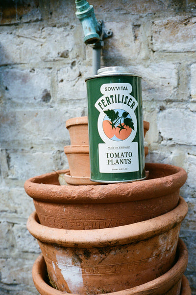 A tin of Sowvital tomato plants fertiliser sits on top of a stack of large terracotta pots.