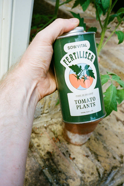 A green metal tin of Sowvital's Tomato Plants fertiliser is held out in front of the camera by a hand, in front of tomato plants potted in terracotta pots.