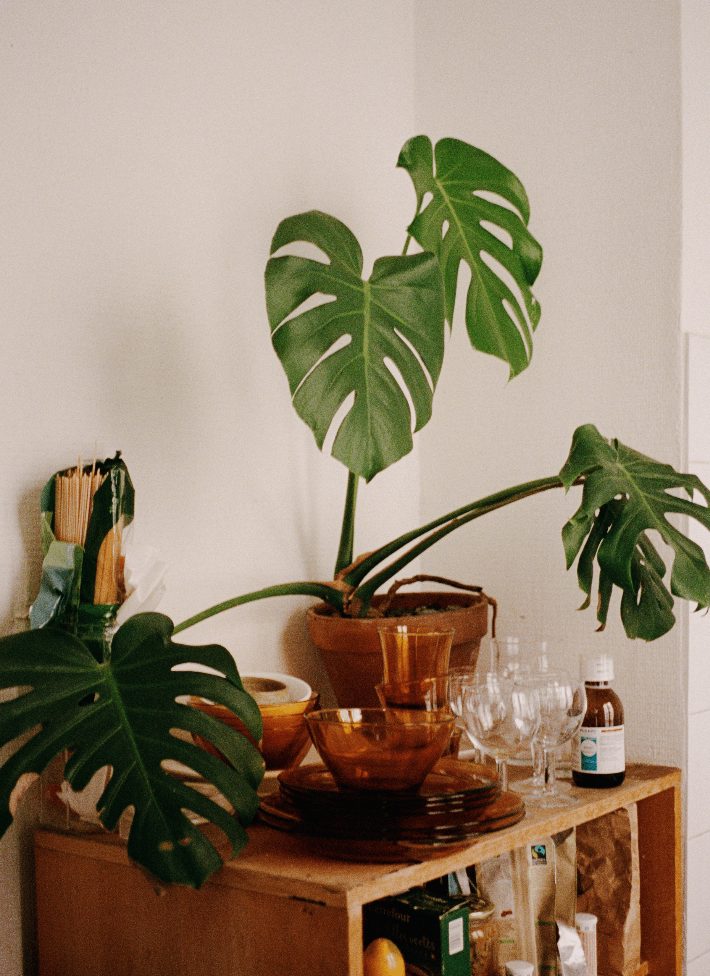 A potted monstera sitting in the corner on a opened cupboard with some glass bowl, plates, some wine glasses and a glass bottle.