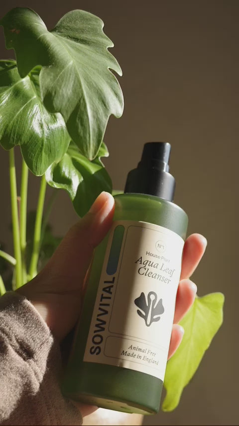 Sowvital's Aqua Leaf Cleaner is sprayed on the leaves of a houseplant and then wiped off using a small cloth.