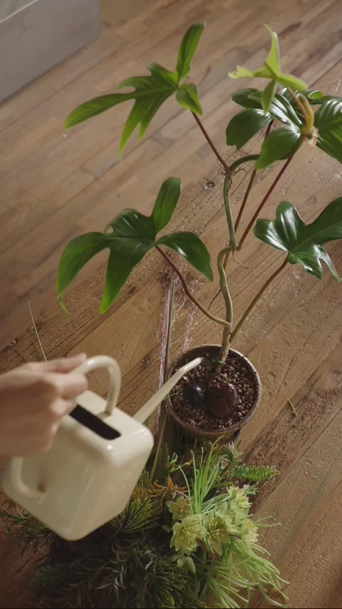 A beige Sowvital watering can being used to water the base of a potted houseplant.