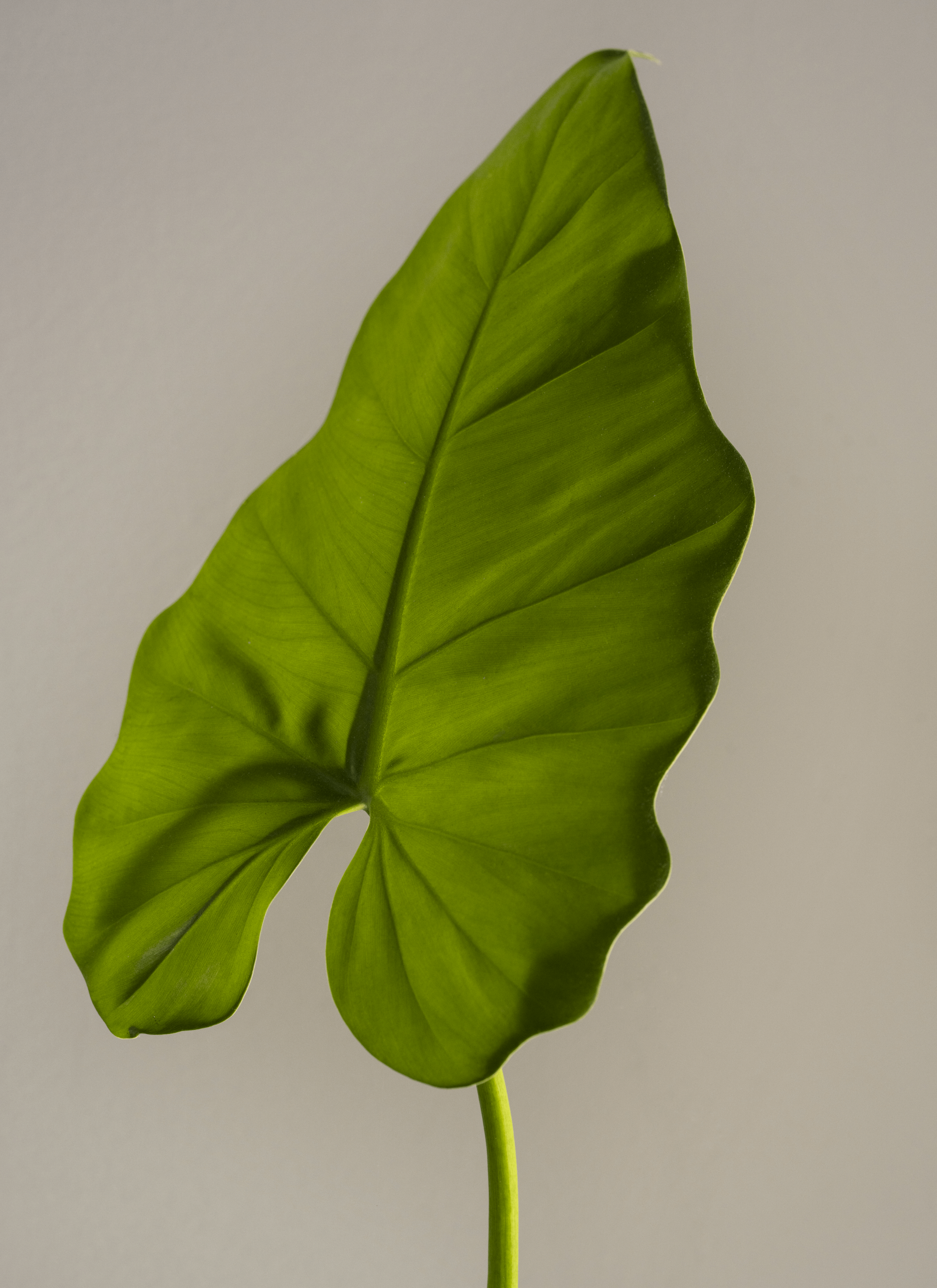 Still life, one green leaf.