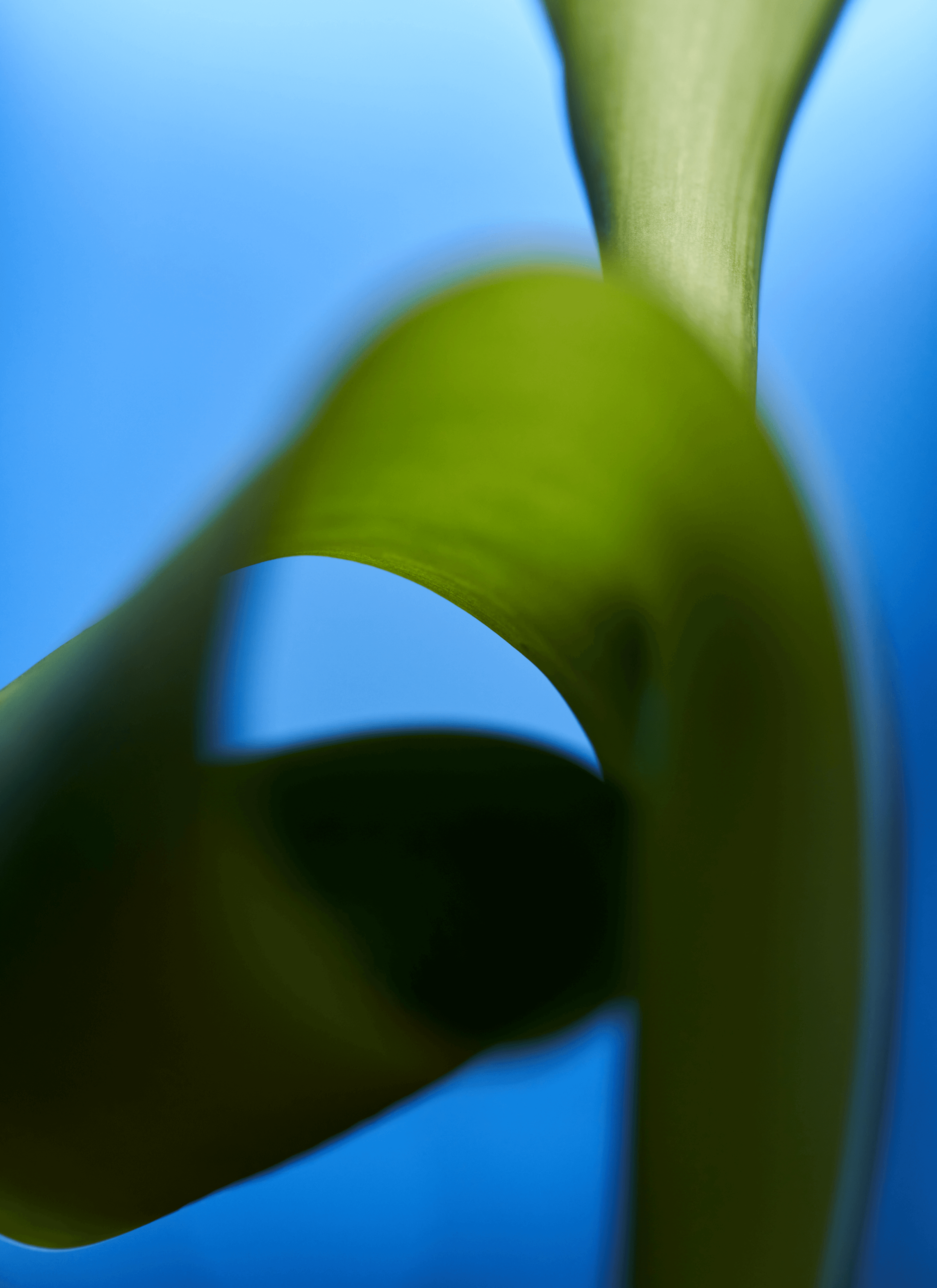 A closer-angle photoshoot of a plant.