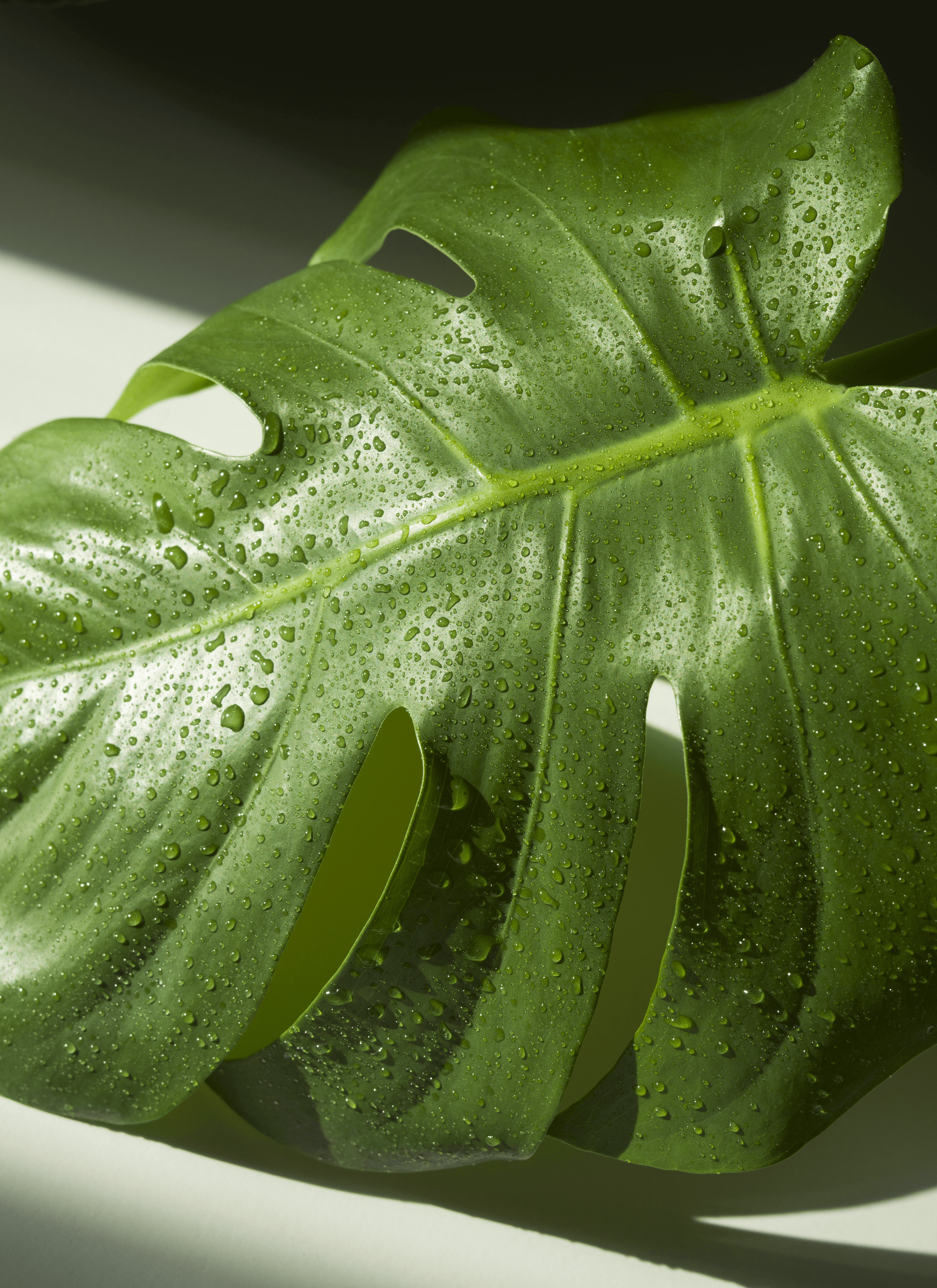 Houseplant - Monstera covered with tiny drops of water.