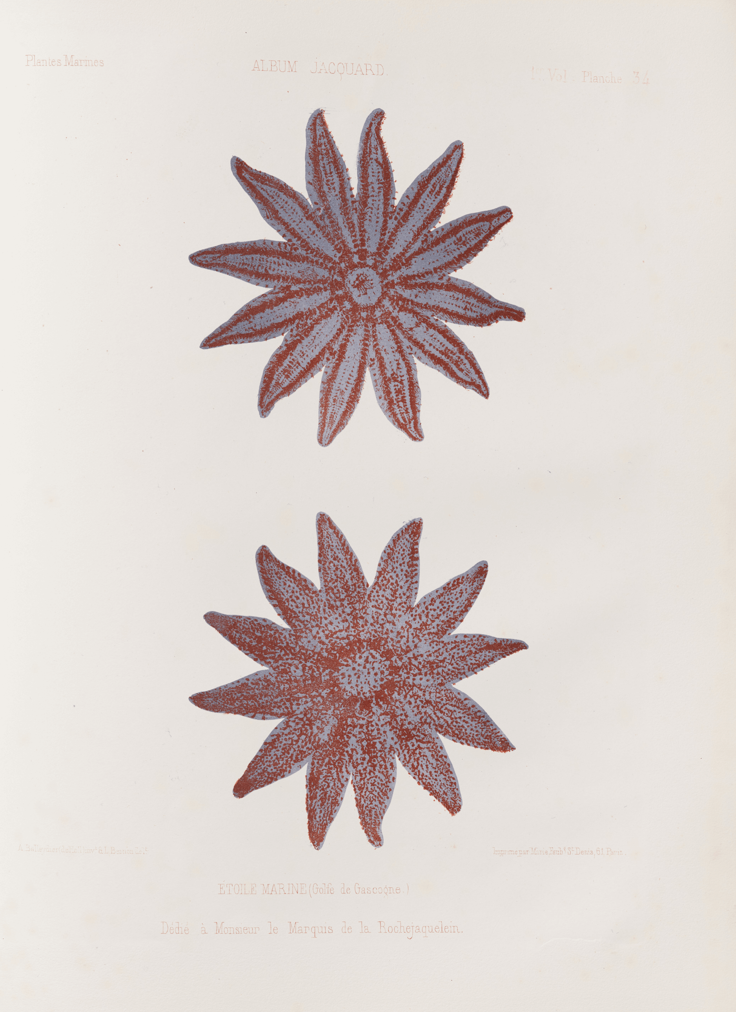 Two flower prints.