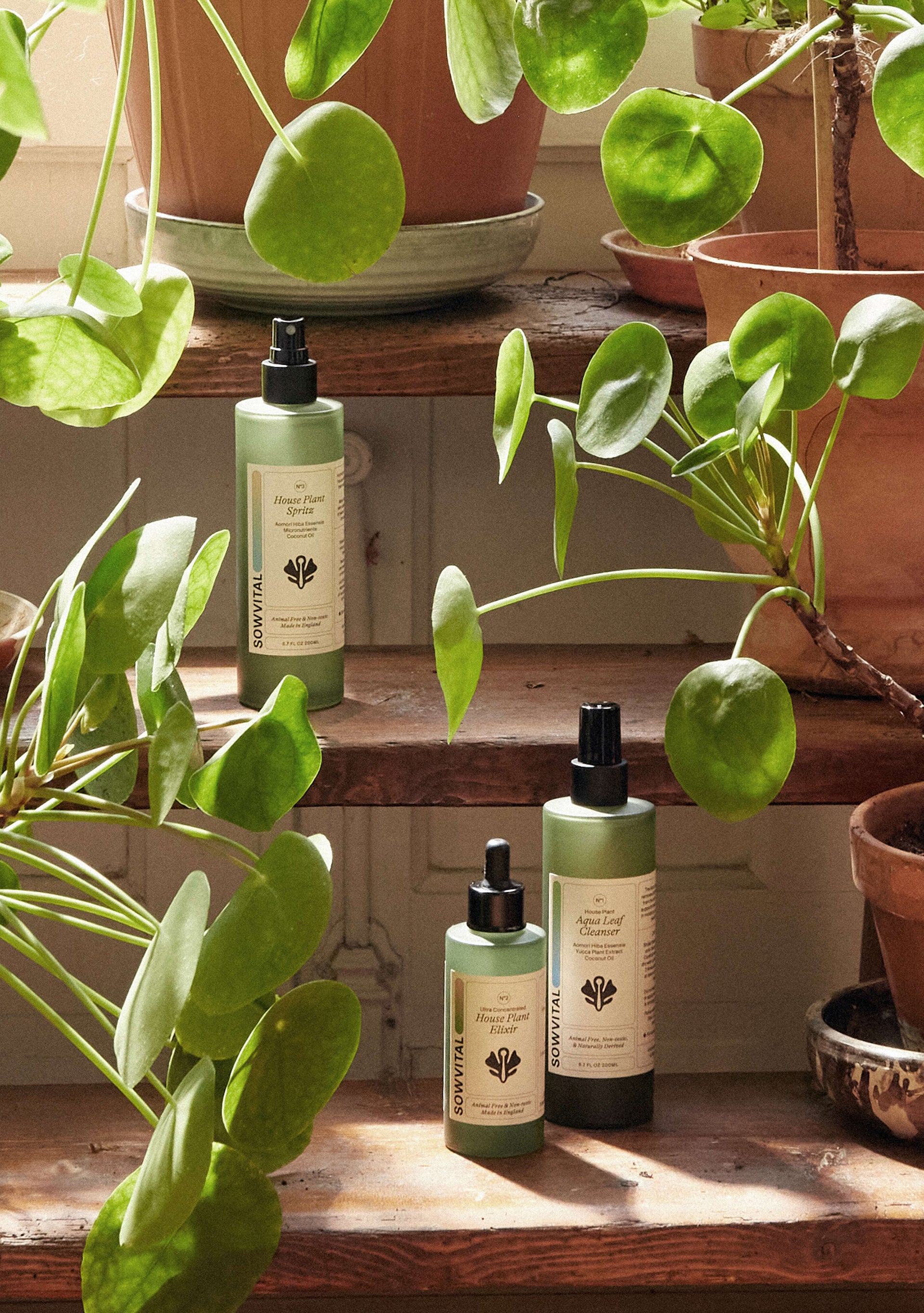 Sowvital house plant spritz, house plant elixir and aqua leaf cleanser sitting among loads of potted Chinese money tree.