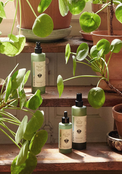 Sowvital house plant spritz, house plant elixir and aqua leaf cleanser sitting among loads of potted Chinese money tree.